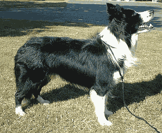 collie.png
